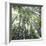 Bamboo Forest-Micha Pawlitzki-Framed Photographic Print