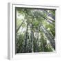 Bamboo Forest-Micha Pawlitzki-Framed Photographic Print