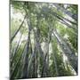 Bamboo Forest-Micha Pawlitzki-Mounted Photographic Print