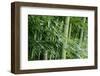 Bamboo Forest-Herb Dickinson-Framed Photographic Print