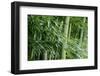 Bamboo Forest-Herb Dickinson-Framed Photographic Print
