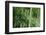 Bamboo Forest-Herb Dickinson-Framed Photographic Print