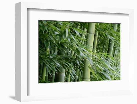 Bamboo Forest-Herb Dickinson-Framed Photographic Print