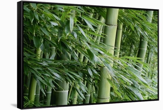Bamboo Forest-Herb Dickinson-Framed Stretched Canvas