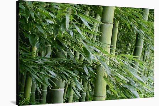 Bamboo Forest-Herb Dickinson-Stretched Canvas