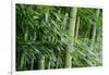 Bamboo Forest-Herb Dickinson-Framed Photographic Print