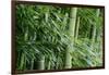 Bamboo Forest-Herb Dickinson-Framed Photographic Print