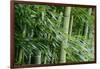 Bamboo Forest-Herb Dickinson-Framed Photographic Print