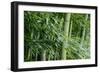 Bamboo Forest-Herb Dickinson-Framed Photographic Print