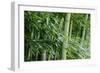 Bamboo Forest-Herb Dickinson-Framed Photographic Print