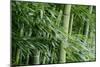 Bamboo Forest-Herb Dickinson-Mounted Photographic Print