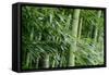 Bamboo Forest-Herb Dickinson-Framed Stretched Canvas