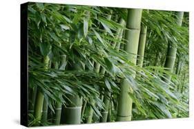 Bamboo Forest-Herb Dickinson-Stretched Canvas