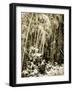 Bamboo Grove I-Alan Hausenflock-Framed Photographic Print