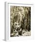 Bamboo Grove I-Alan Hausenflock-Framed Photographic Print