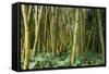 Bamboo Grove in Allerton Garden, Kauai, Hawaii, USA-Roddy Scheer-Framed Stretched Canvas