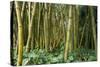 Bamboo Grove in Allerton Garden, Kauai, Hawaii, USA-Roddy Scheer-Stretched Canvas