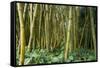 Bamboo Grove in Allerton Garden, Kauai, Hawaii, USA-Roddy Scheer-Framed Stretched Canvas