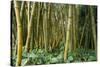 Bamboo Grove in Allerton Garden, Kauai, Hawaii, USA-Roddy Scheer-Stretched Canvas