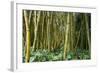 Bamboo Grove in Allerton Garden, Kauai, Hawaii, USA-Roddy Scheer-Framed Photographic Print