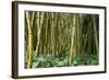 Bamboo Grove in Allerton Garden, Kauai, Hawaii, USA-Roddy Scheer-Framed Photographic Print