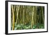 Bamboo Grove in Allerton Garden, Kauai, Hawaii, USA-Roddy Scheer-Framed Photographic Print