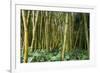 Bamboo Grove in Allerton Garden, Kauai, Hawaii, USA-Roddy Scheer-Framed Photographic Print