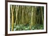 Bamboo Grove in Allerton Garden, Kauai, Hawaii, USA-Roddy Scheer-Framed Photographic Print