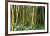 Bamboo Grove in Allerton Garden, Kauai, Hawaii, USA-Roddy Scheer-Framed Photographic Print