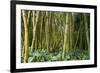 Bamboo Grove in Allerton Garden, Kauai, Hawaii, USA-Roddy Scheer-Framed Photographic Print