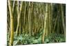 Bamboo Grove in Allerton Garden, Kauai, Hawaii, USA-Roddy Scheer-Mounted Photographic Print