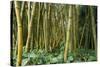 Bamboo Grove in Allerton Garden, Kauai, Hawaii, USA-Roddy Scheer-Stretched Canvas