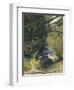 Bamboo Grove in Trinidad-Jean-michel Cazabon-Framed Giclee Print