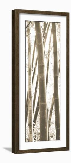 Bamboo Grove IV-Douglas Yan-Framed Giclee Print