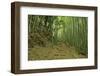 Bamboo grove-Shin Terada-Framed Photographic Print