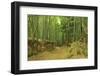 Bamboo grove-Shin Terada-Framed Photographic Print