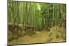 Bamboo grove-Shin Terada-Mounted Photographic Print