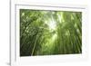 Bamboo grove-Shin Terada-Framed Photographic Print