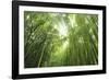 Bamboo grove-Shin Terada-Framed Photographic Print