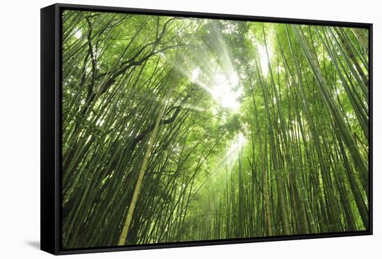 Bamboo grove-Shin Terada-Framed Stretched Canvas