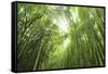Bamboo grove-Shin Terada-Framed Stretched Canvas