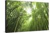 Bamboo grove-Shin Terada-Stretched Canvas