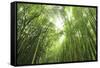 Bamboo grove-Shin Terada-Framed Stretched Canvas