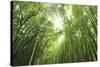 Bamboo grove-Shin Terada-Stretched Canvas