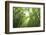 Bamboo grove-Shin Terada-Framed Photographic Print