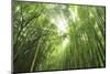 Bamboo grove-Shin Terada-Mounted Photographic Print