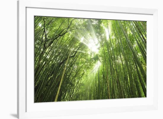 Bamboo grove-Shin Terada-Framed Photographic Print