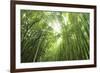 Bamboo grove-Shin Terada-Framed Photographic Print