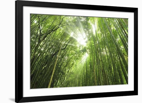 Bamboo grove-Shin Terada-Framed Photographic Print