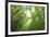 Bamboo grove-Shin Terada-Framed Photographic Print